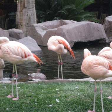 Flamingos on Flamingo Island