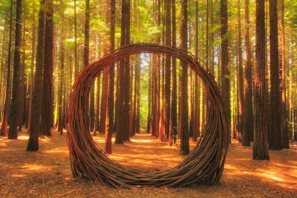 The portal made of sticks at the Redwood Forest.
