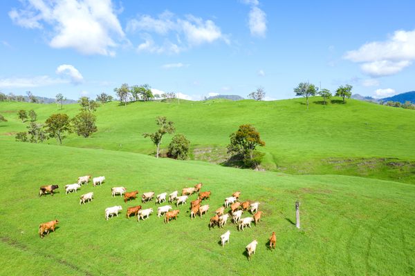 A herd of Hereford cattle roam a lush green pasture in Australia, home to several of the world's largest private landholdings. 